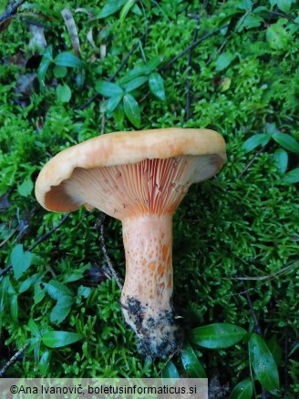 Lactarius deterrimus