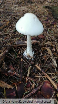 Amanita virosa