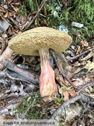Xerocomellus chrysenteron