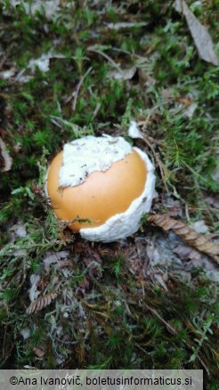 Amanita caesarea