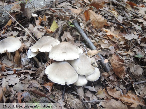 Tricholoma saponaceum