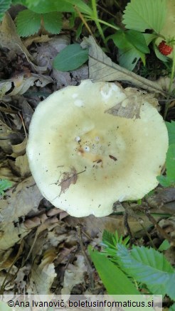 Russula aeruginea