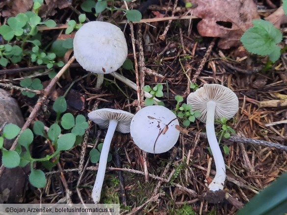 Inocybe geophylla