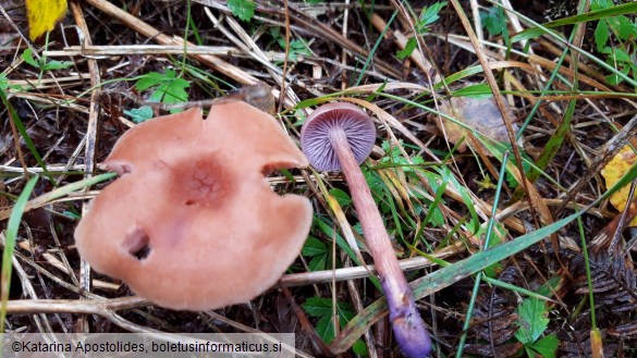 Laccaria bicolor