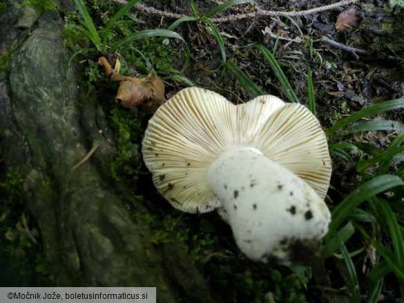 Russula rubroalba