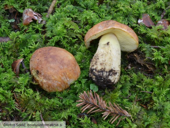 Butyriboletus subappendiculatus