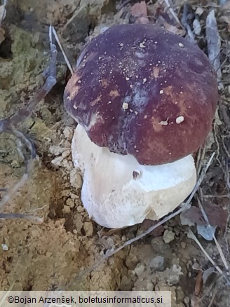 Boletus pinophilus