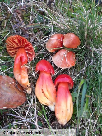 Hygrocybe splendidissima