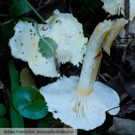 Hygrophorus chrysodon