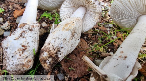 Amanita pseudoargentea