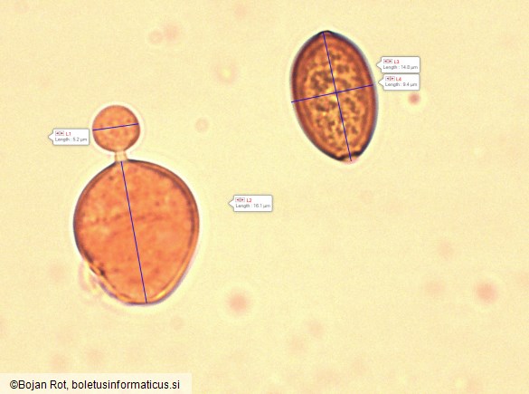 Conocybe alboradicans