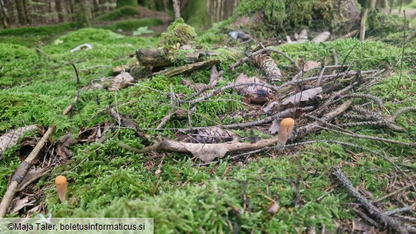 Clavariadelphus truncatus