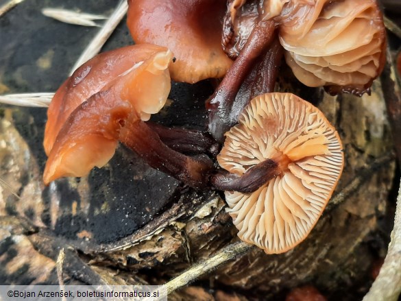 Flammulina velutipes