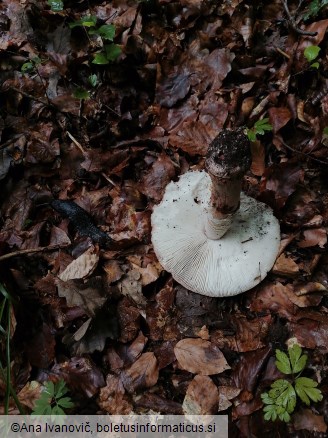 Amanita rubescens