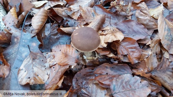 Leccinum cyaneobasileucum