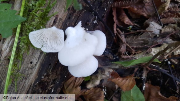 Crepidotus cesatii