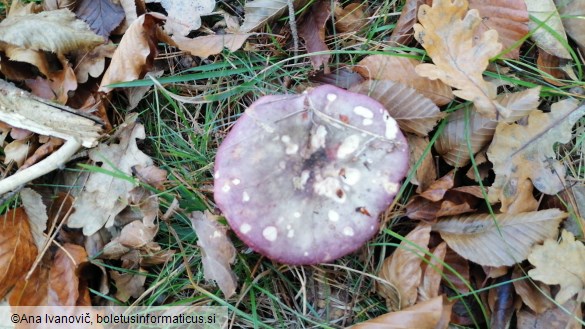 Russula romellii