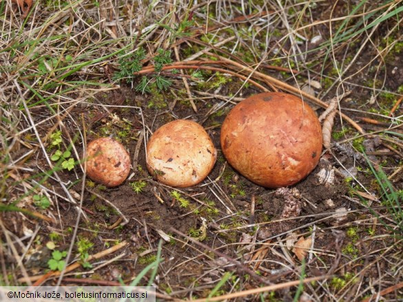 Rhizopogon roseolus