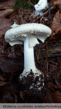 Amanita citrina