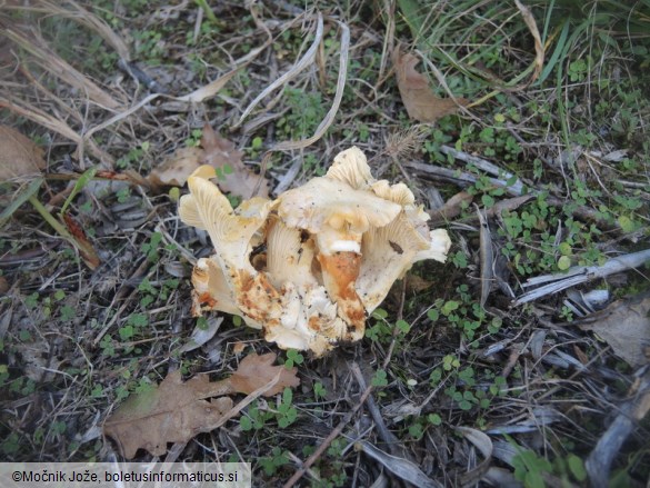 Cantharellus ferruginascens