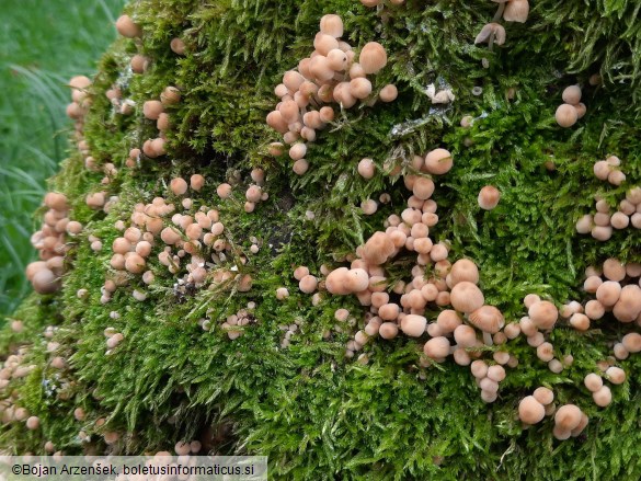 Coprinellus disseminatus