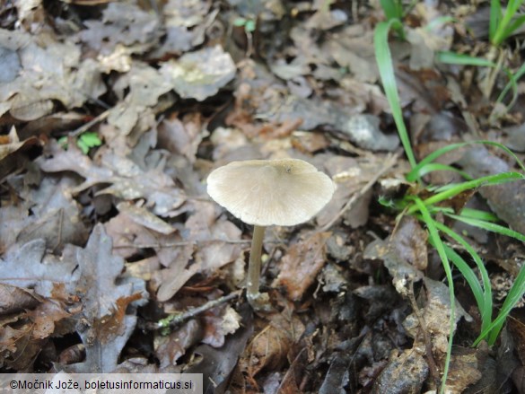 Entoloma conferendum