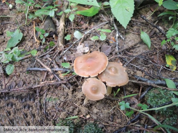 Cortinarius obtusus