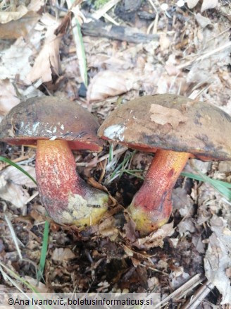 Neoboletus erythropus