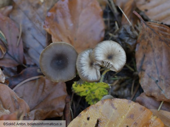 Fayodia bisphaerigera