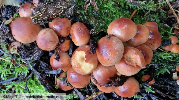 Hypholoma lateritium