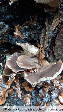 Pleurotus ostreatus