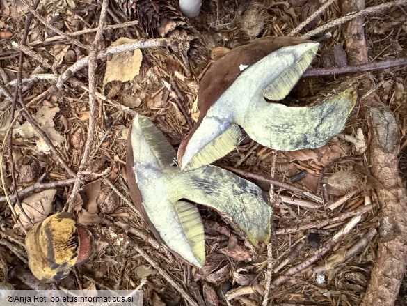 Neoboletus erythropus