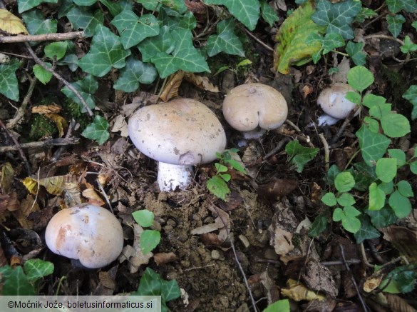 Cortinarius lividoviolaceus