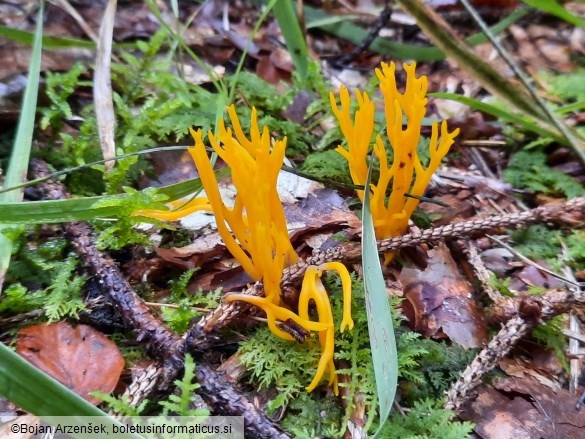 Calocera viscosa