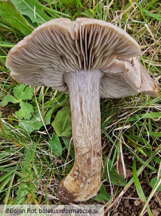 Pseudotricholoma metapodium
