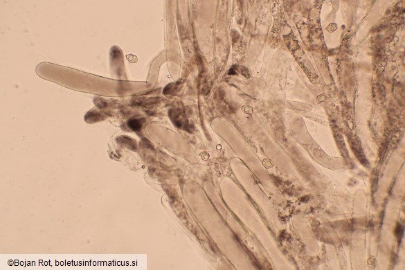 Entoloma violaceoserrulatum