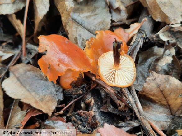 Flammulina velutipes