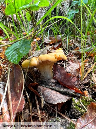 Cantharellus amethysteus