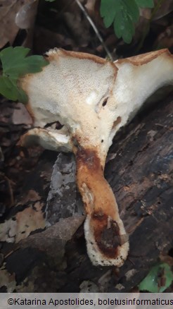 Polyporus tuberaster