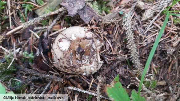 Russula albonigra