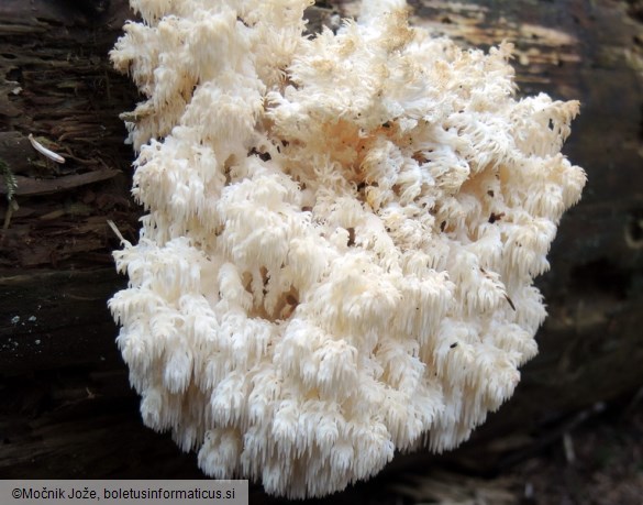 Hericium alpestre