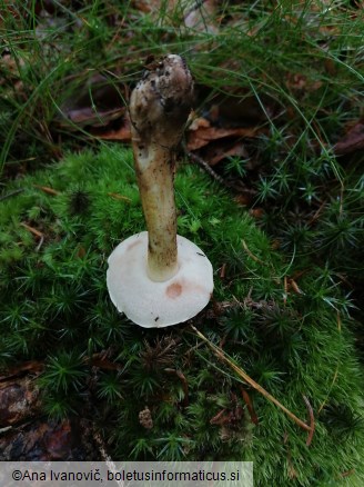 Tylopilus felleus