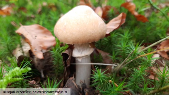 Cortinarius caperatus