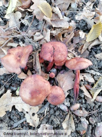 Collybia fusipes