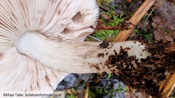 Pluteus atricapillus