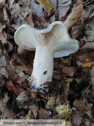 Clitocybe nebularis