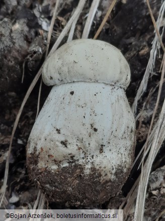 Boletus edulis