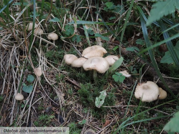 Inocybe posterula