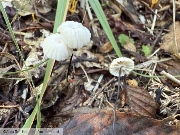 Marasmius rotula