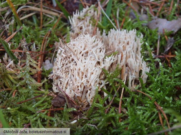 Ramaria gracilis